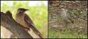 (15) Red Wattle Bird, Singing Honeyeater